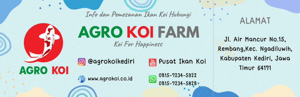 Petani Koi Grade A di Semarang