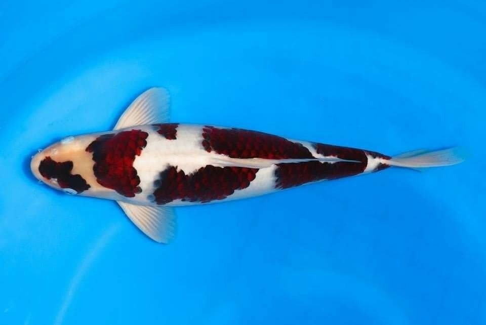 Jual Ikan Koi Goromo Terbaik Bergaransi AGRO KOI FARM Jual Ikan Koi Goromo Terbaik Bergaransi AGRO KOI FARM