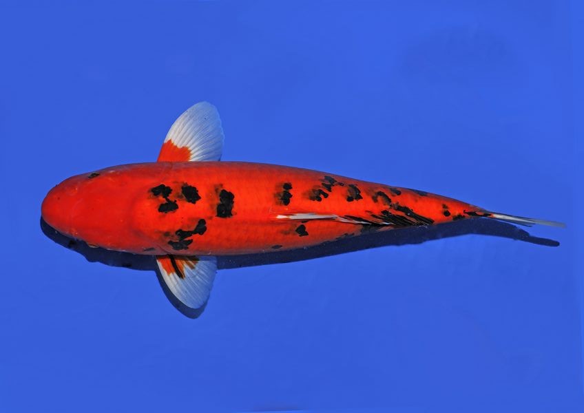 Ikan Koi Aka Bekko
