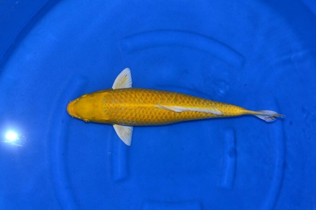 Ikan Koi Yamabuki Ogon