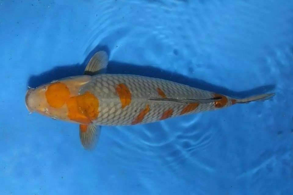 Ikan Koi Ochiba Shigure