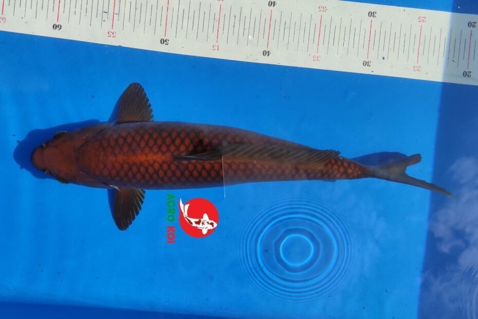 Ikan Koi Chagoi