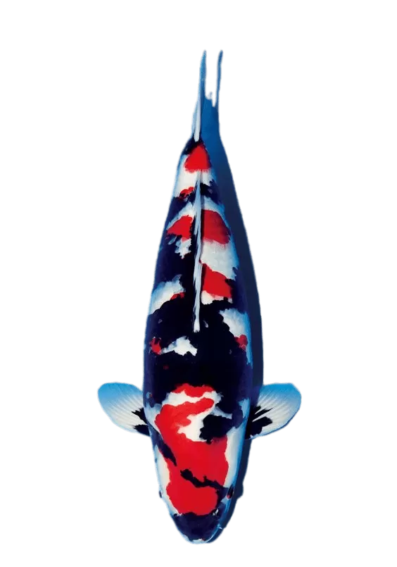 jual ikan koi sanke