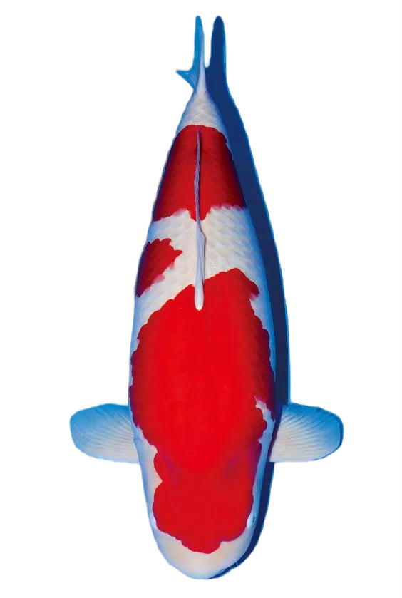 jual ikan koi kohaku