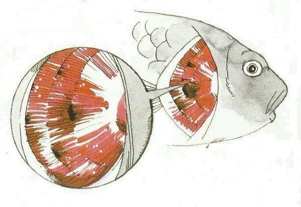 Busuk Insang Pada Ikan Koi1