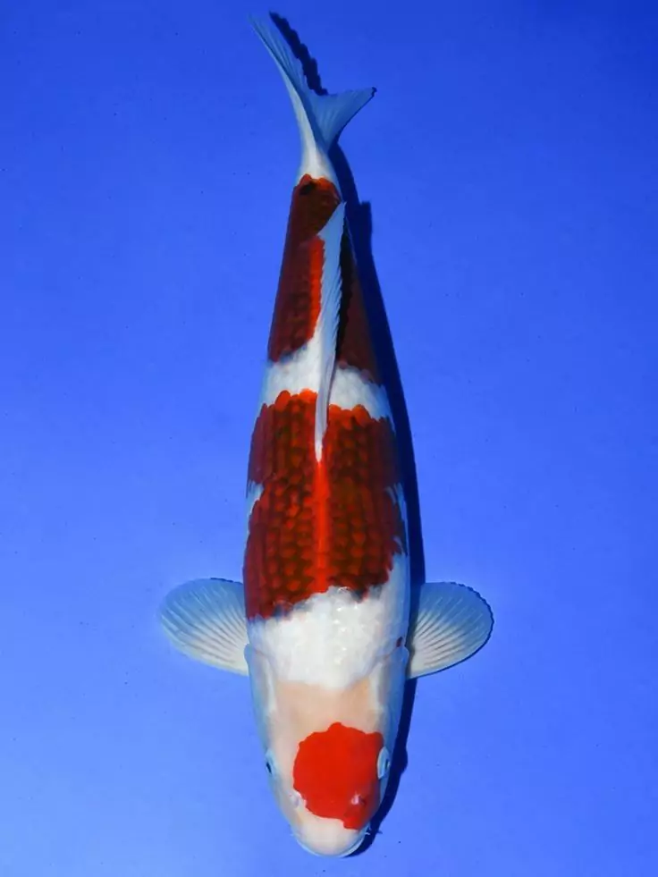 15 Jenis Ikan Koi Serta Varietasnya Yang Populer AGRO KOI FARM 15 Jenis Ikan Koi Serta Varietasnya Yang Populer AGRO KOI FARM