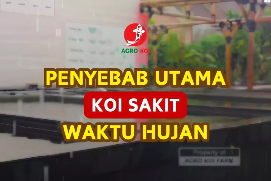 Penyebab Utama Ikan Koi Sakit Musim Hujan