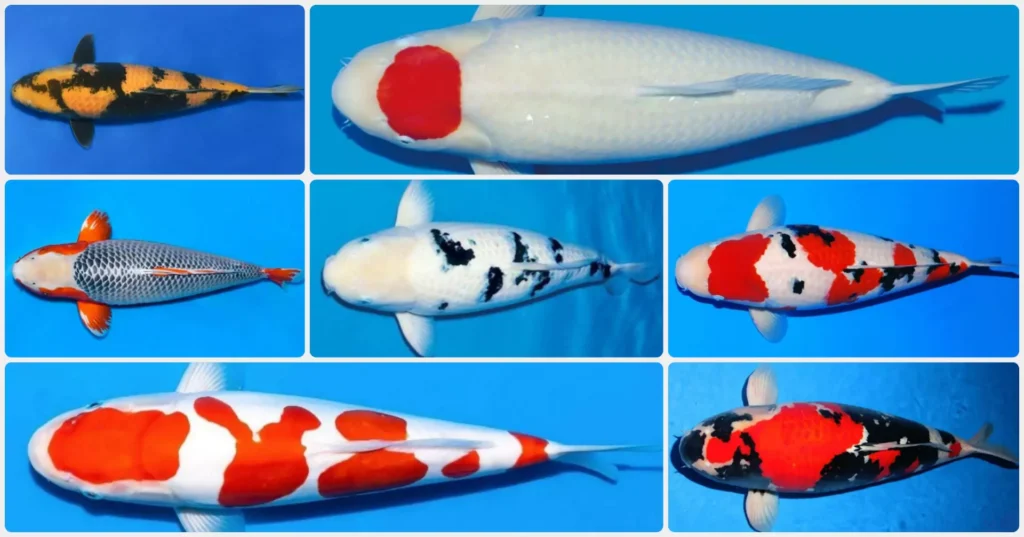 15+ Jenis Ikan Koi Serta Varietasnya yang Populer & Wajib Dikenal Pecinta Koi