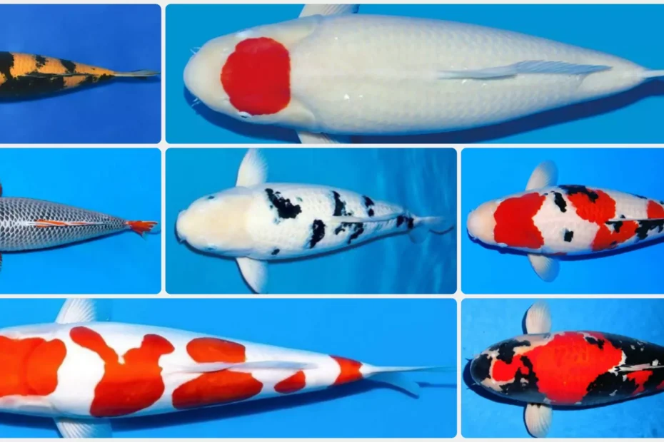 15+ Jenis Ikan Koi Serta Varietasnya yang Populer & Wajib Dikenal Pecinta Koi