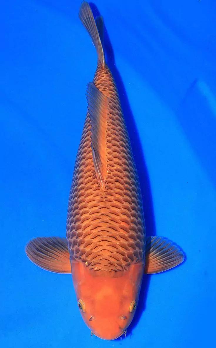 Ikan Koi Aka Chagoi(Kawarimono)