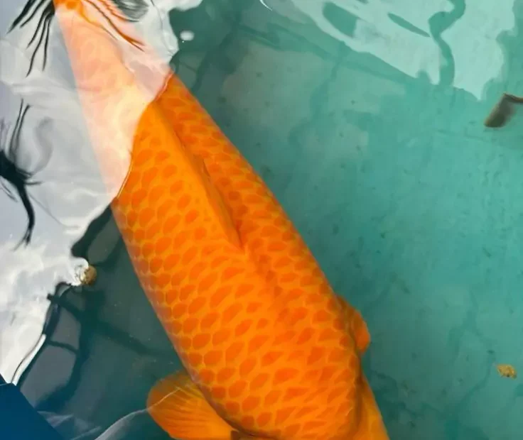 Ikan Koi Aka Kawarimono