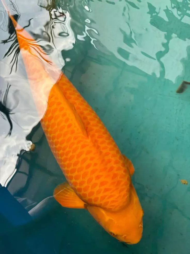 Ikan Koi Aka Kawarimono