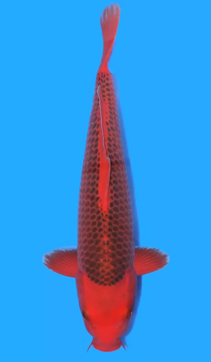 Ikan Koi Aka Matsuba (Kawarimono)