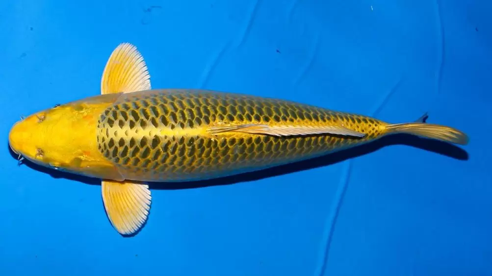 Ikan Koi Aka Matsubagoi(Kawarimono)