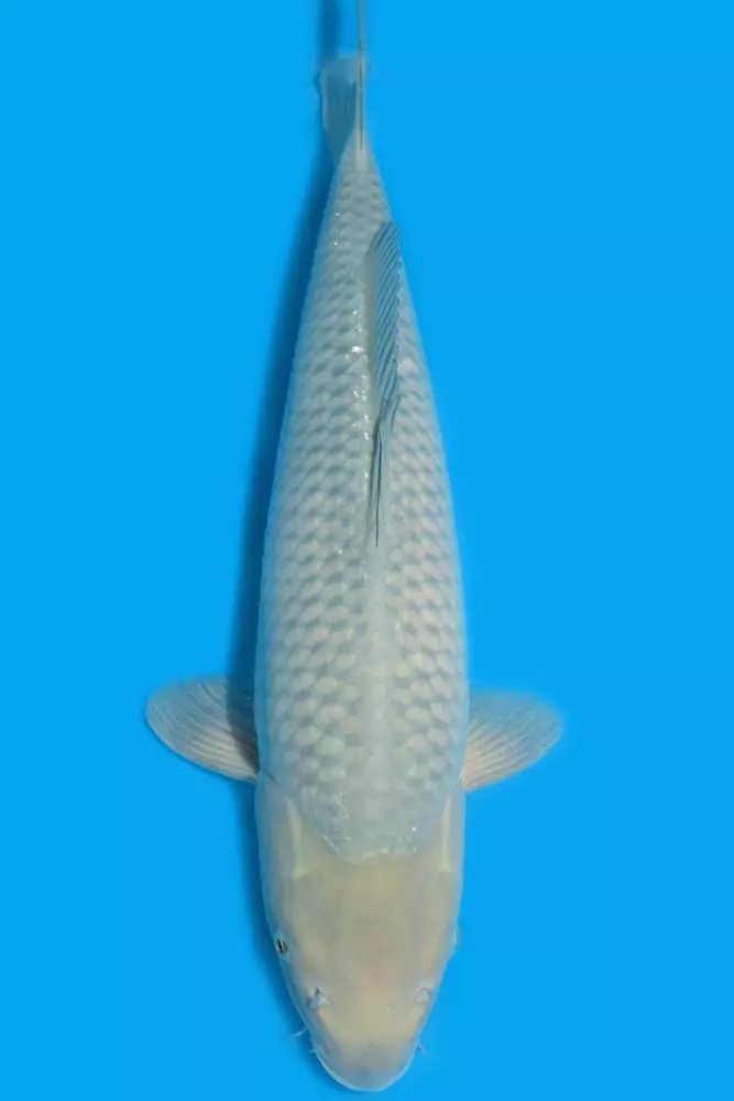 Ikan Koi Aka Soragoi(Kawarimono)