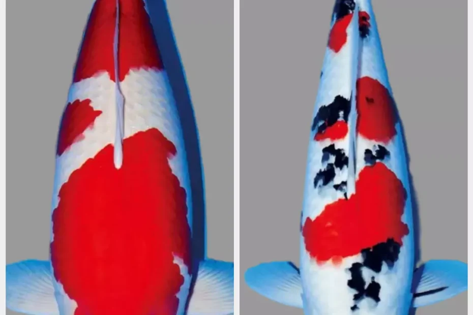 Jual Ikan Koi Import Kualitas Unggul