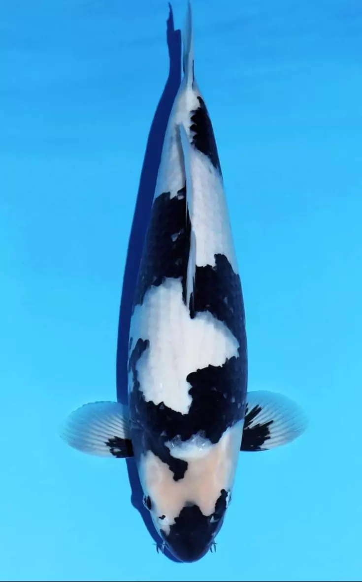 Discover the Price of Koi Fish in Indonesia, Quality Koi from Agro Koi Farm