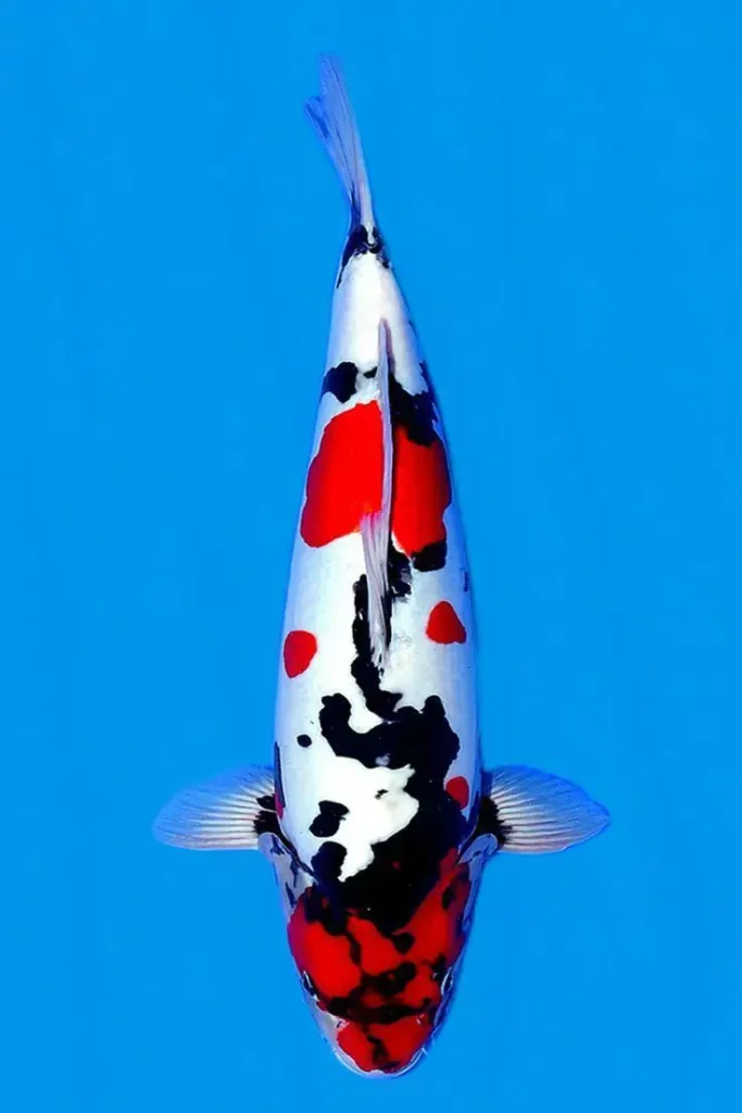 Factors Influencing the Price of Koi Fish