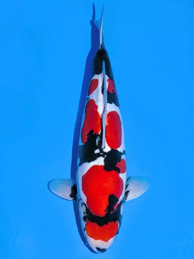 How to Choose the Right Koi Fish
