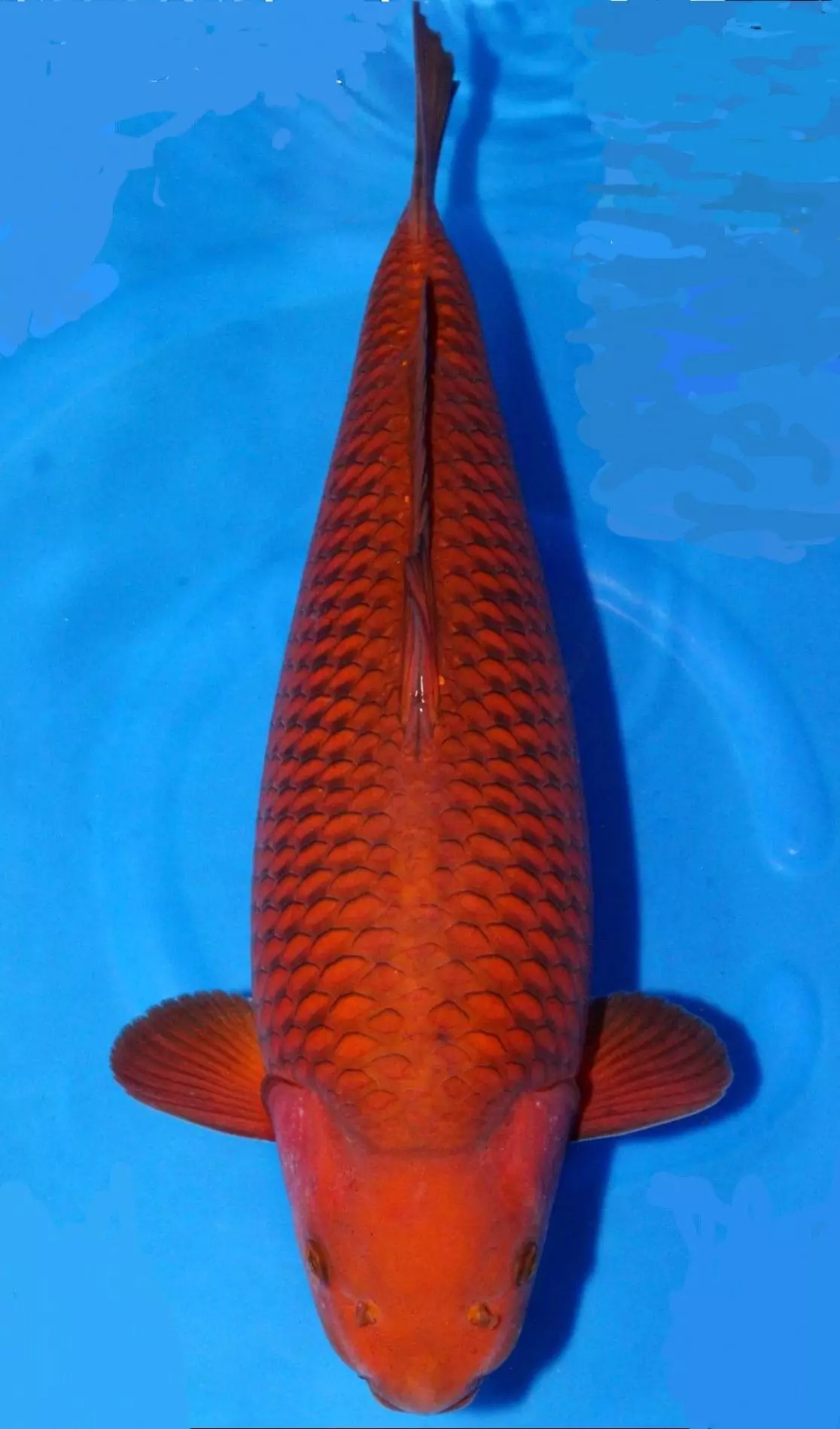 Jual Ikan Koi Chagoi Harga Murah