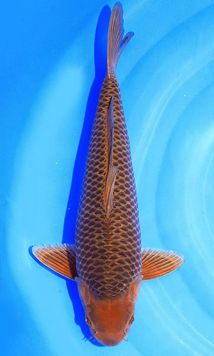 Jual Ikan Koi Chagoi Terdekat