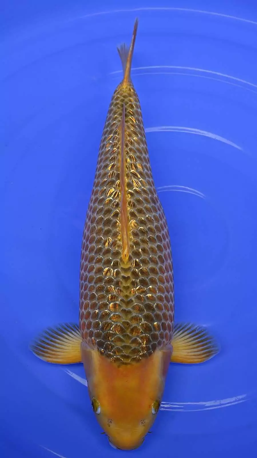 Jual Ikan Koi Chagoi Termurah