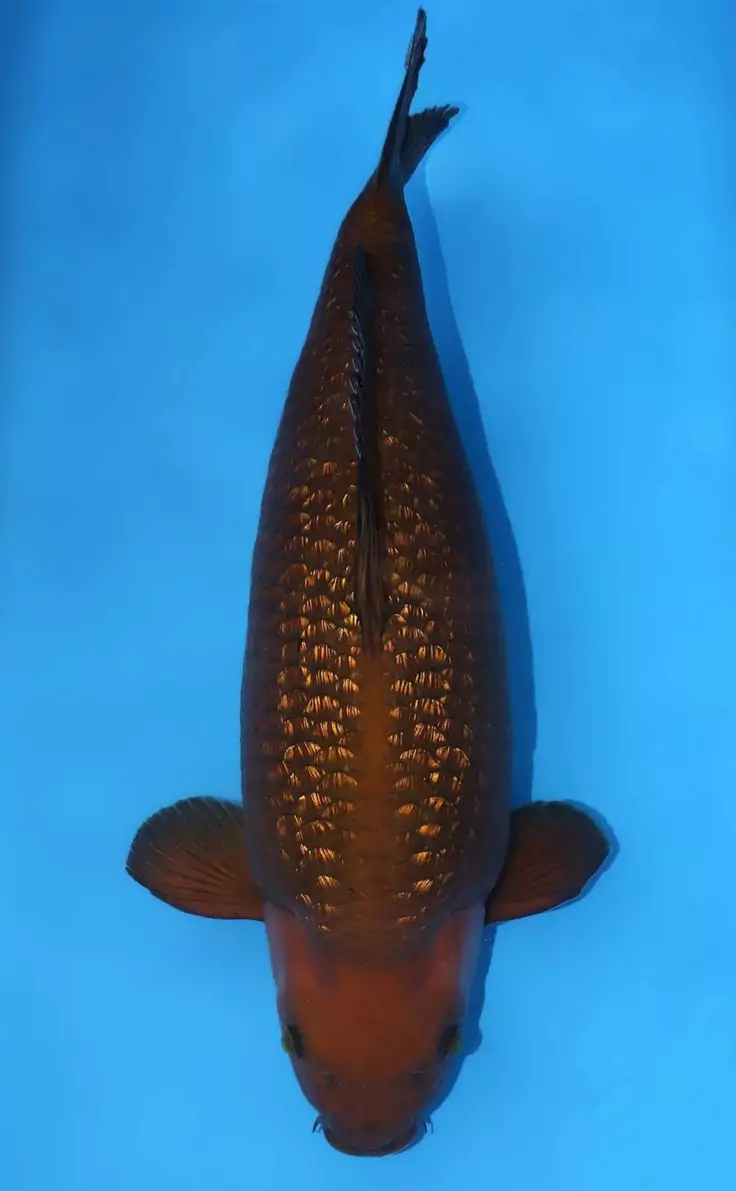 Jual Ikan Koi Chagoi Terpercaya