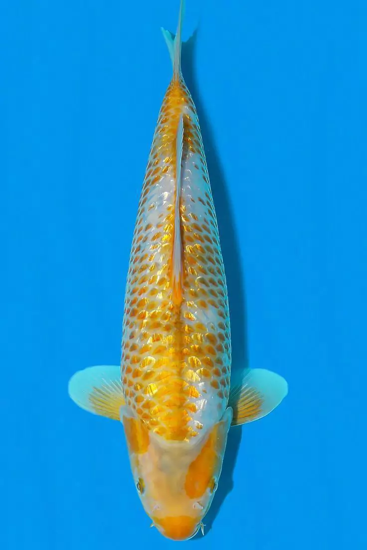 Jual Ikan Koi Ginrin Berkualitas