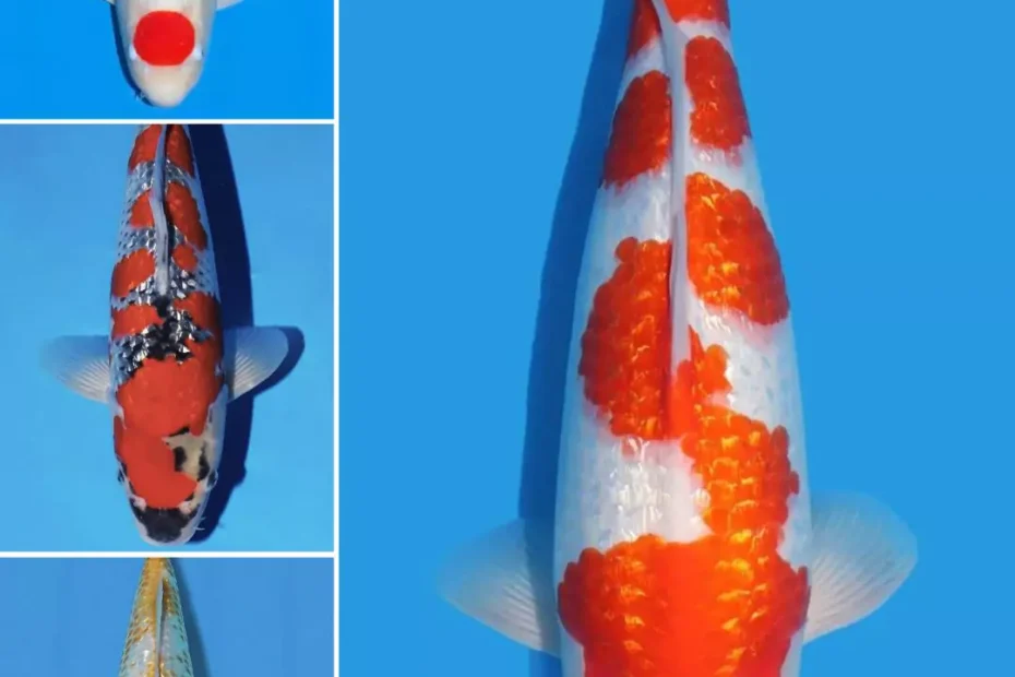 Jual Ikan Koi Ginrin Grade A Harga Terjangkau