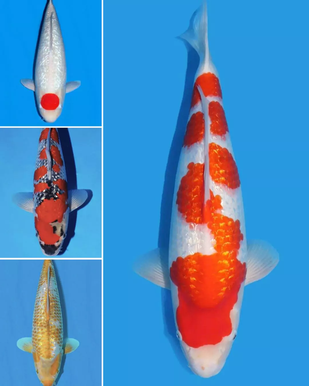 Jual Ikan Koi Ginrin Grade A Harga Terjangkau