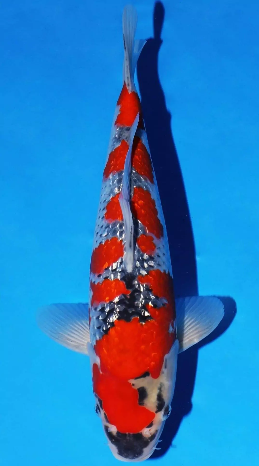 Jual Ikan Koi Ginrin Grade A