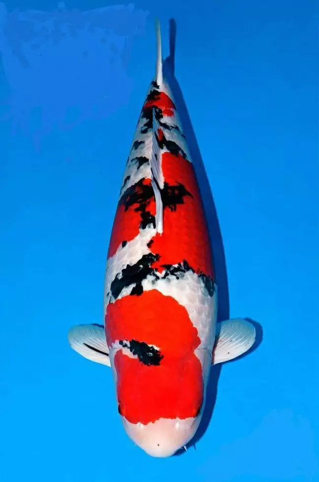 Jual Ikan Koi Ginrin Harga Murah