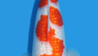 Jual Ikan Koi Kohaku Ginrin