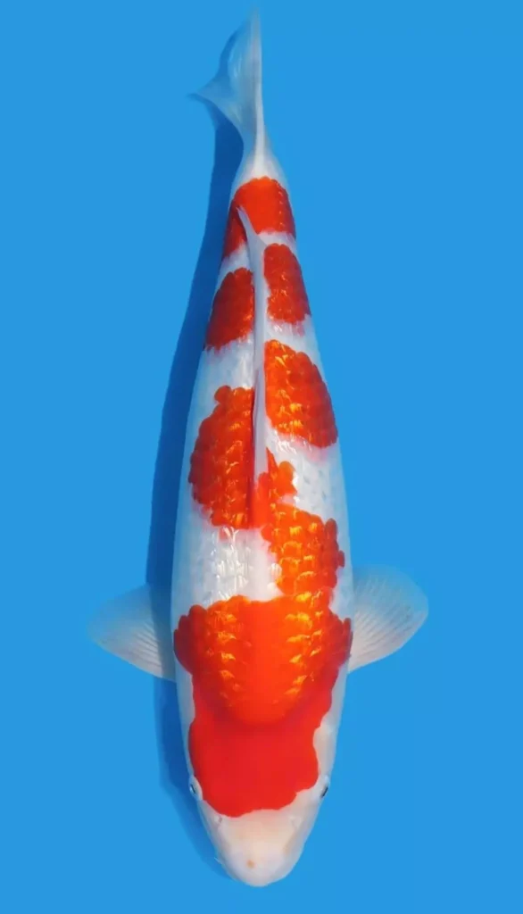 Jual Ikan Koi Kohaku Ginrin