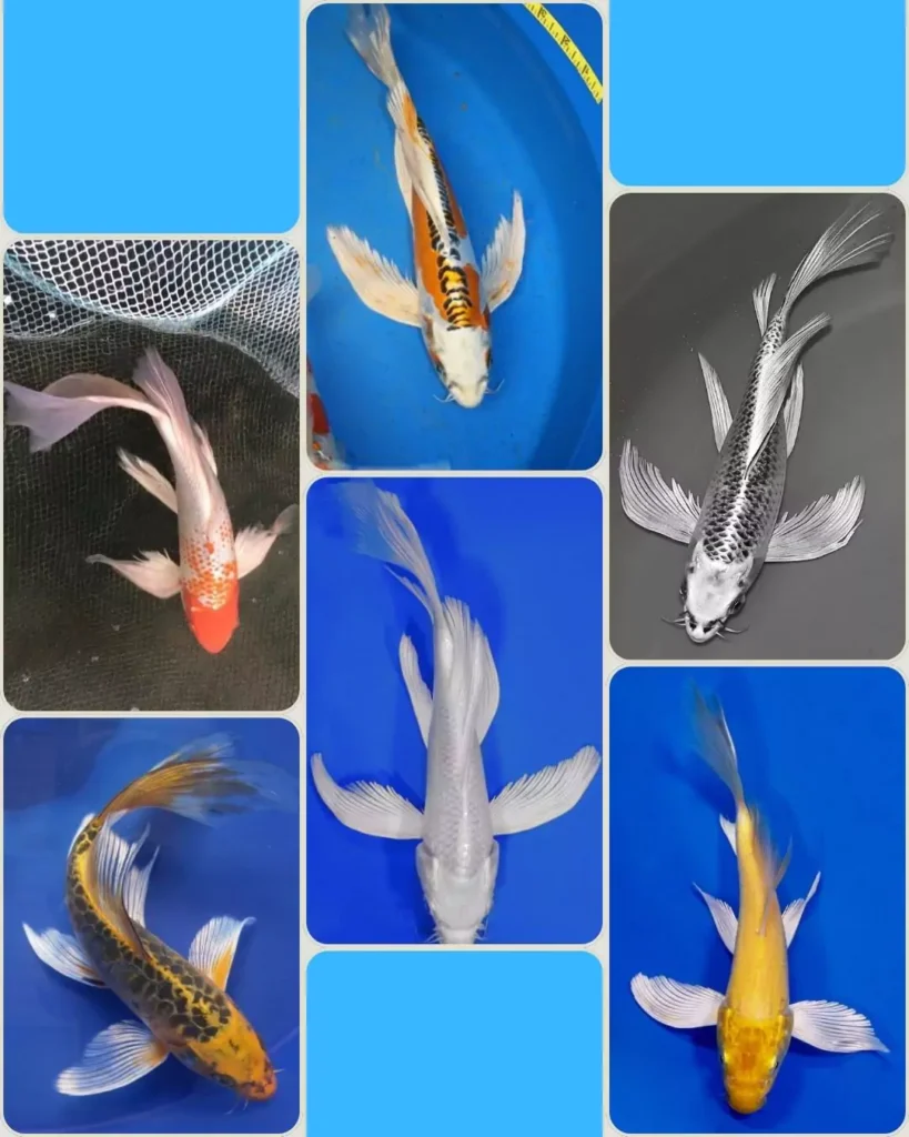 Jual Ikan Koi Kumpay Berkualitas