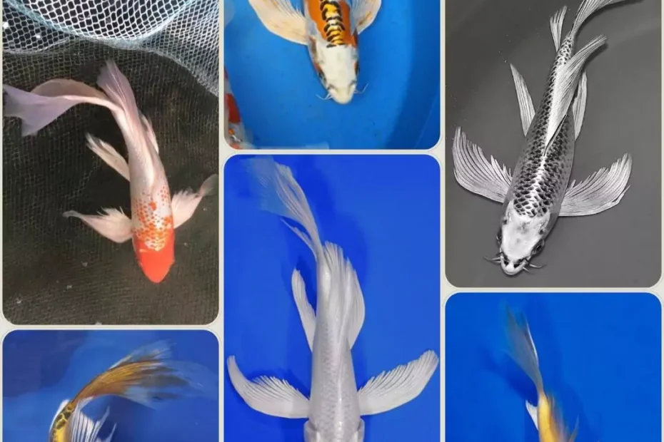 Jual Ikan Koi Kumpay Berkualitas