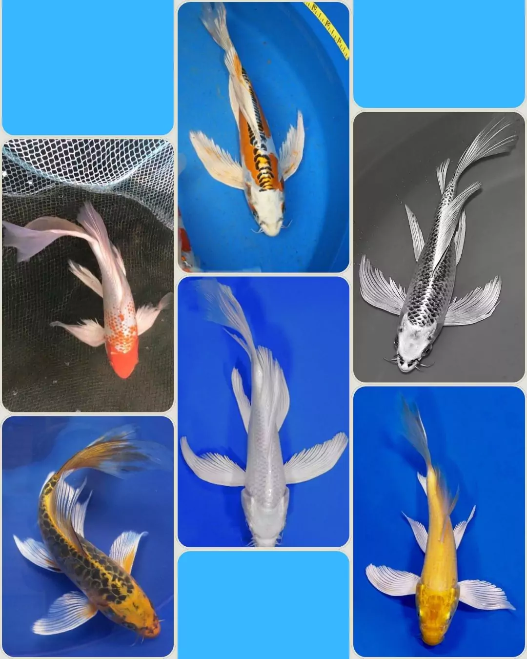 Jual Ikan Koi Kumpay Berkualitas