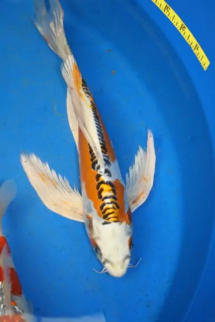 Jual Ikan Koi Kumpay Grade A