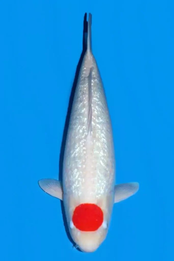 Jual Ikan Koi Tancho Ginrin