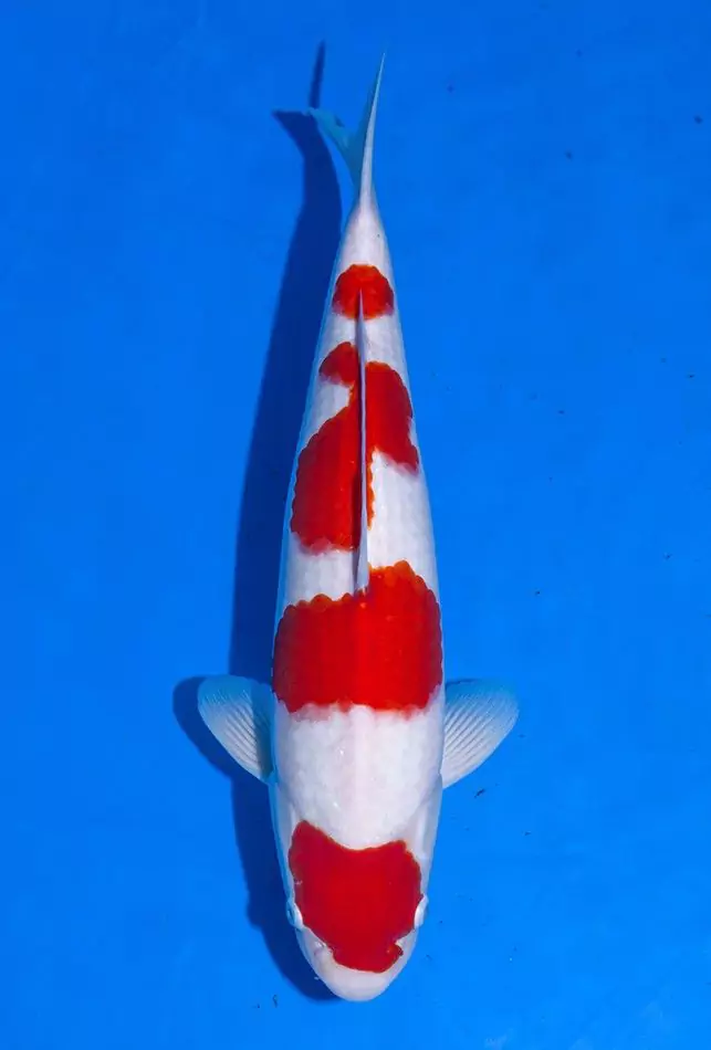 Price of Koi Fish by Type