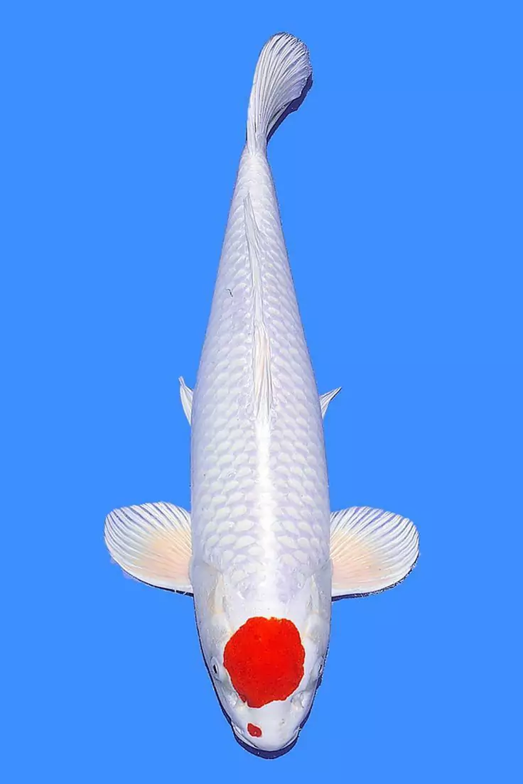 Tancho Koi Fish Price