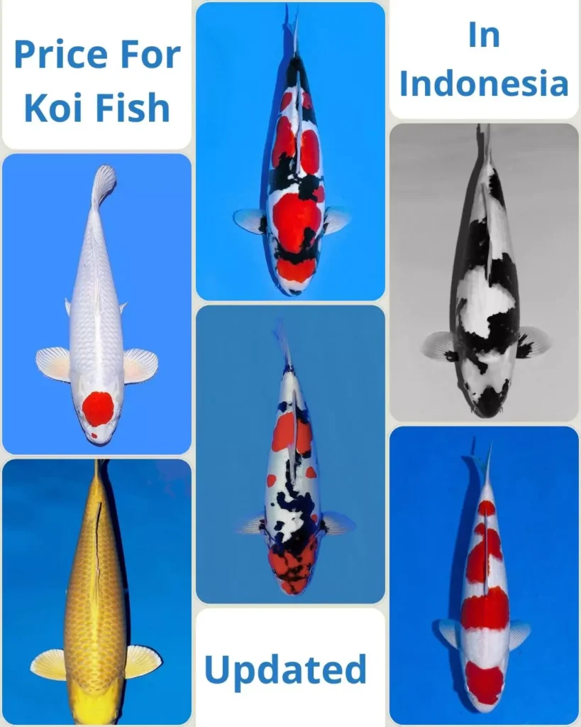 Updated Price For Koi Fish in Indonesia