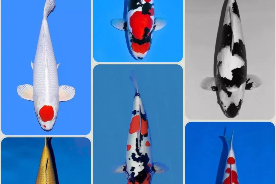 Updated Price For Koi Fish in Indonesia