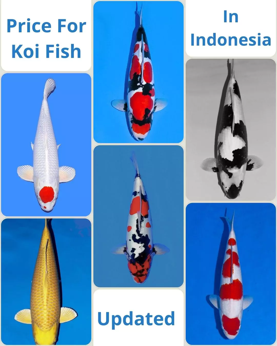 Updated Price For Koi Fish in Indonesia