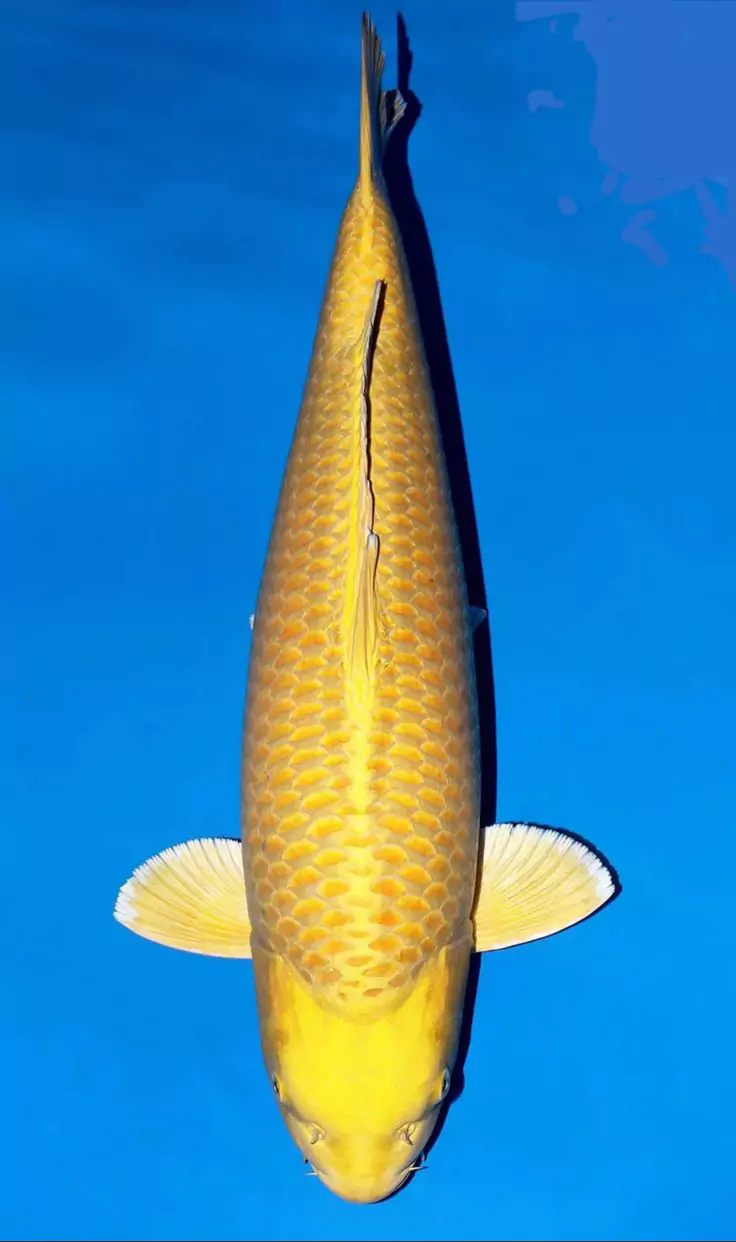 Where to Buy Koi Fish in Indonesia