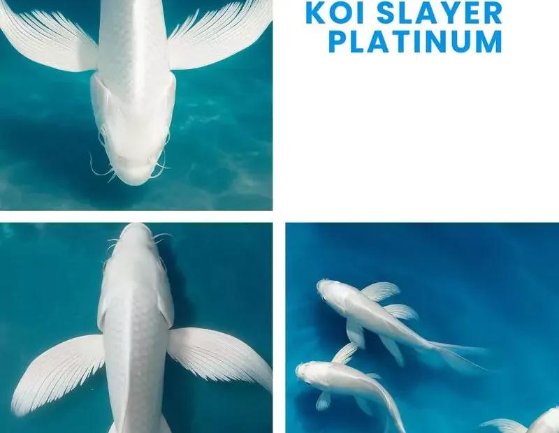 Jual Ikan Koi Slayer Platinum Terbaik Harga Spesial
