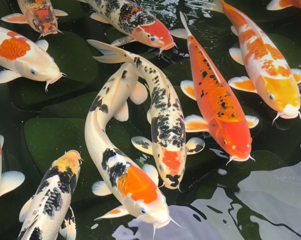 Tips Membeli Ikan Koi Berkualitas