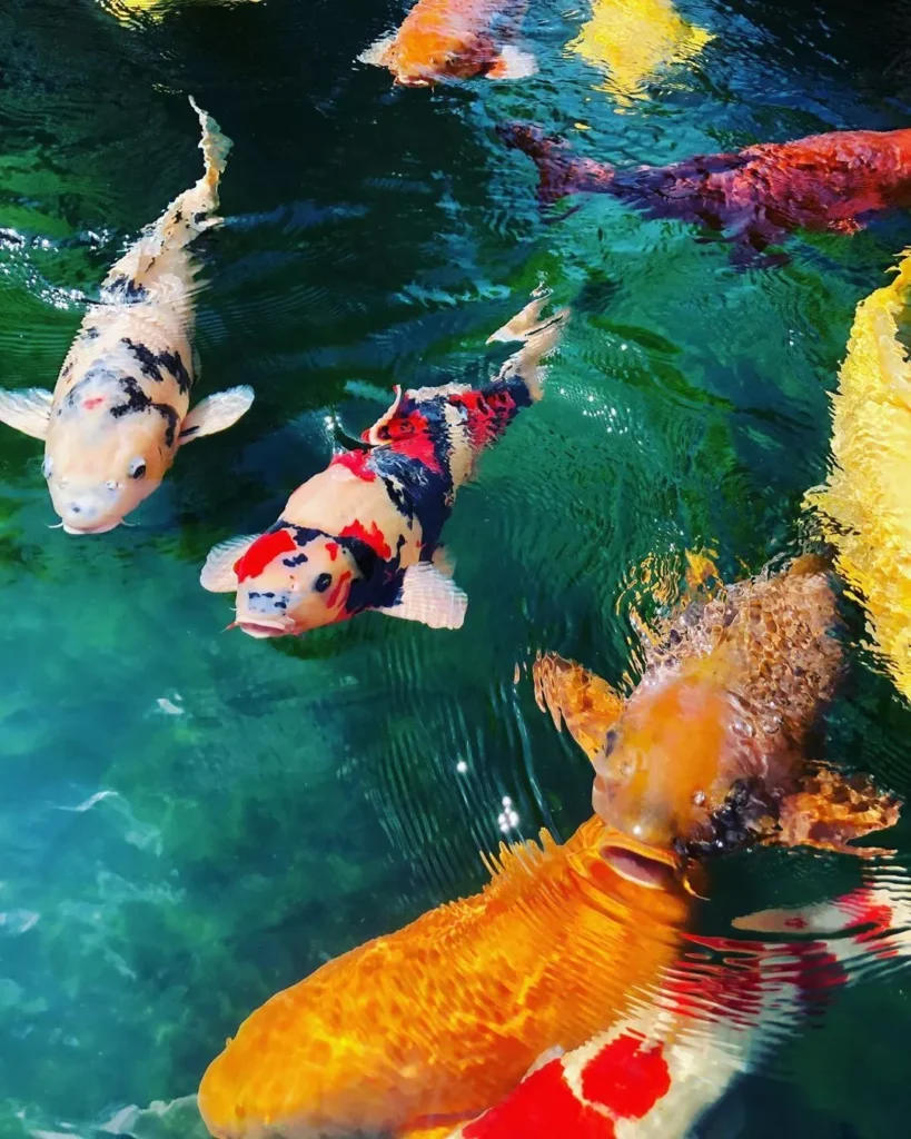 Cara Merawat Ikan Hias Koi Agar Tetap Sehat