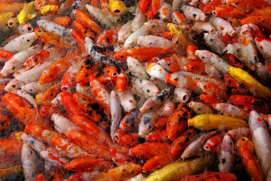 Ikan Koi Kecil Jenis, Harga, dan Tips Perawatan dari Agro Koi Farm