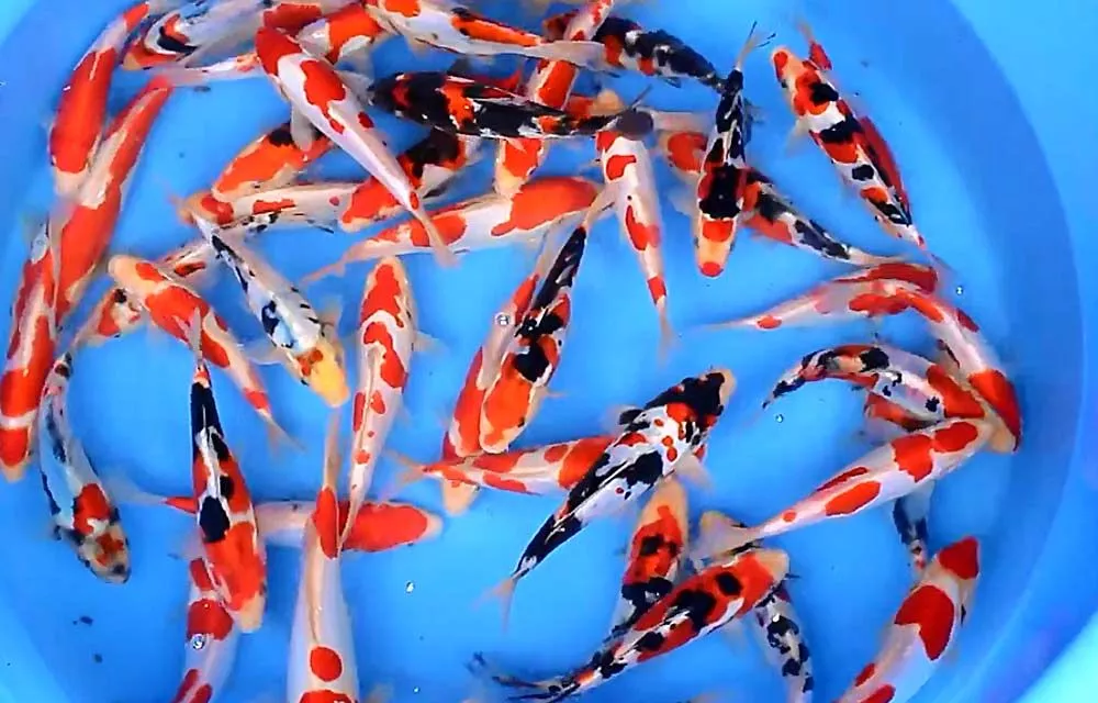 Jenis-Jenis Ikan Koi Kecil yang Populer